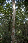 Tree Trunk with Patchy, Greyish-Brown Bark