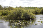 Tree, Water, and Aquatic Plants