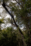 Tree with a Long Trunk