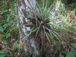 Tree with Air Plant