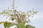 Tree with Curved Branches