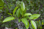 Tree with Green Leaves