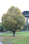 Tree With Green & Yellow Leaves