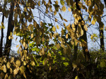 Tree with Hanging Yellow and Green Leaves at Evergreen Park