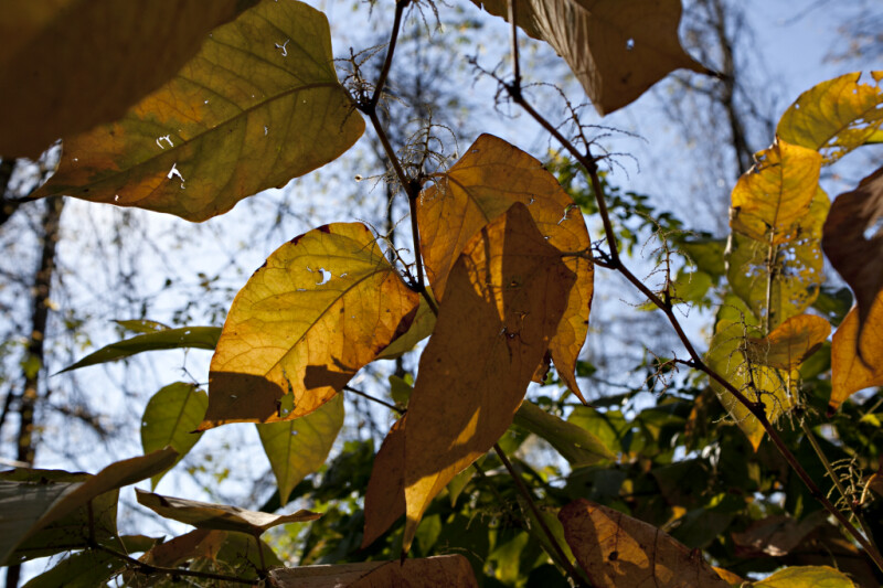 Tree with Large, Yellow Leaves at Evergreen Park