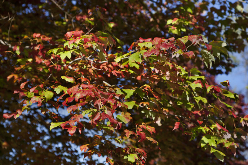 Tree with Light-Green and Red Leaves at Boyce Park