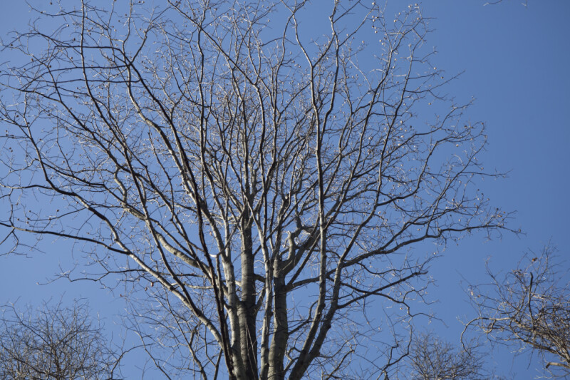 Tree with Multiple Bare Branches at Boyce Park
