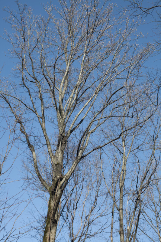 Tree with Multiple Bare Branches Leaning Slightly Towards the Right