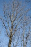 Tree with Multiple Bare Branches Leaning Slightly Towards the Right