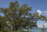 Tree with Numerous Branches