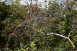 Tree with Peeling Bark and Red Berries