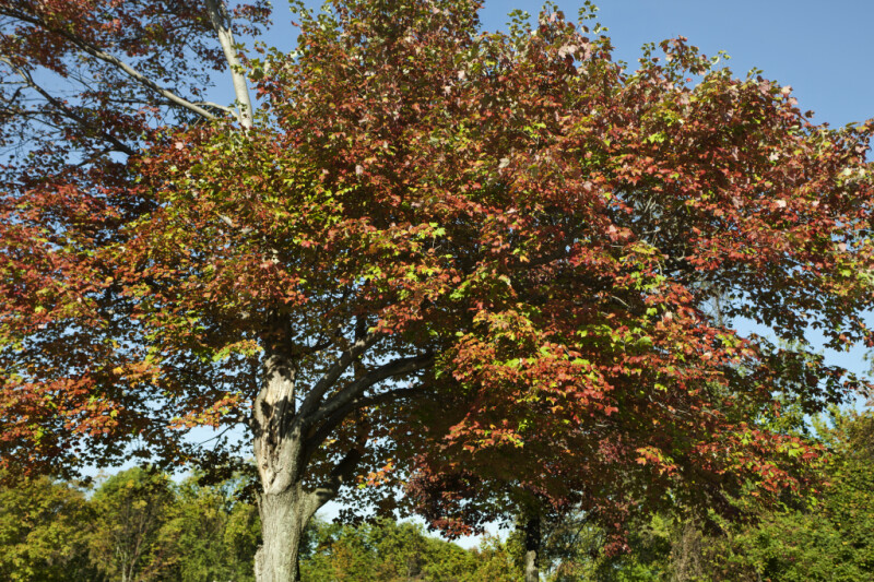 Tree with Red and Green Leaves During Fall