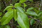 Tree with Shiny, Green Leaves