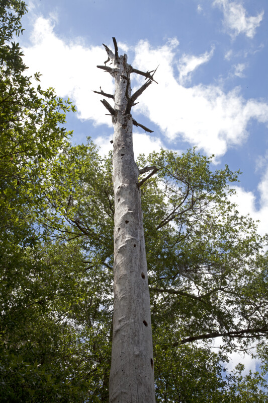 Tree with Short Branches Extending from its Grey Trunk