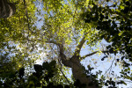 Tree with Sunlit, Light-Green Leaves