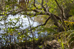 Trees along the Banks of South Creek