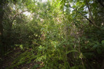 Trees and Ferns Along the Gumbo Limbo Trail at Everglades National Park