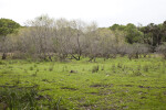 Trees and Groundcover at Myakka River State Park