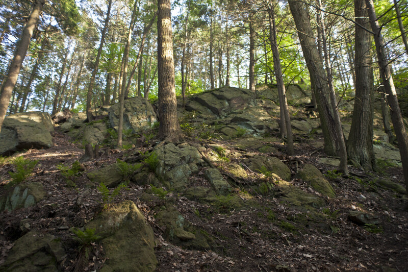 Trees and Large Rocks