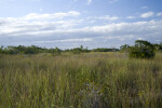 Trees and Sawgrass