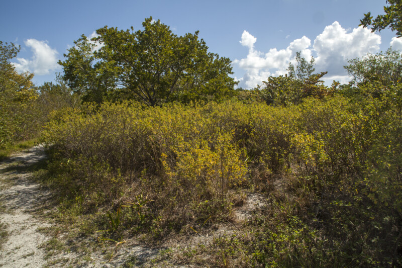 Trees and Shrubs at Biscayne National Park