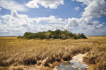 Trees and Shrubs Growing in a Field of Sawgrass