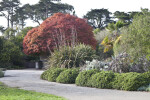 Trees and Shrubs Near a Sidewalk