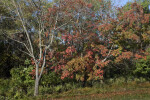 Trees and Shrubs on a Sloping Hill at Boyce Park