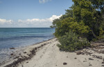 Trees and Shrubs on Shore of Biscayne National Park
