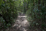 Trees and Shrubs Surrounding a Path