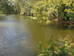 Trees and Slough