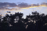 Trees and Sunset