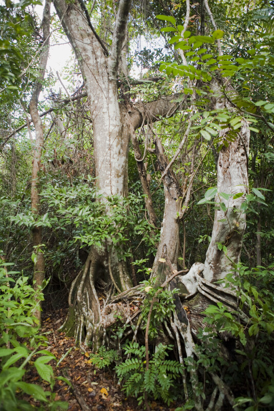 Trees and Vegetation Along Gumbo Limbo Trail