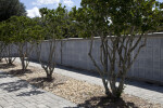 Trees at Columbarium