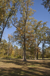 Trees at Corinth Contraband Camp