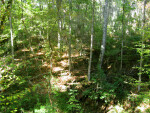 Trees at Devil's Millhopper