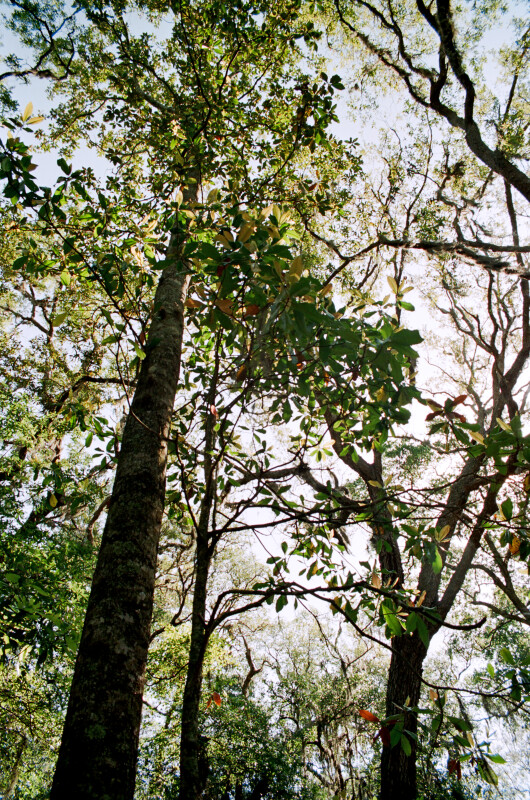 Trees at Fort Caroline Natural Trail