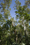 Trees at Mahogany Hammock