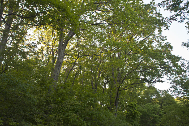 Trees at the Arnold Arboretum