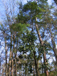 Trees at Torreya