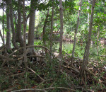 Trees by Canal