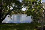 Trees by Lake