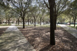 Trees casting shadows around the Martin Luther King Jr. Plaza at the Unversity of South Florida.
