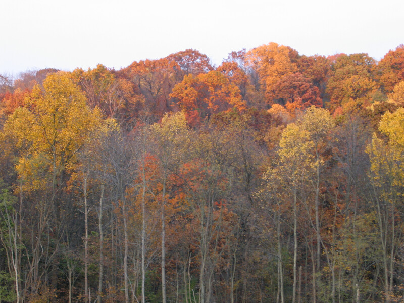 Trees During the Autumn Season