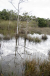 Trees in Water