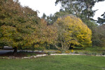 Trees Near Grassy Area and Paved Area