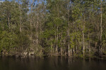 Trees on Bank of Waterway at Big Cypress National Preserve