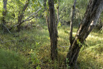 Trees on Christian Point Trail