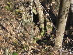 Trees on Rocky Ground