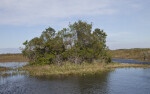 Trees, Sawgrass, and Water Liles